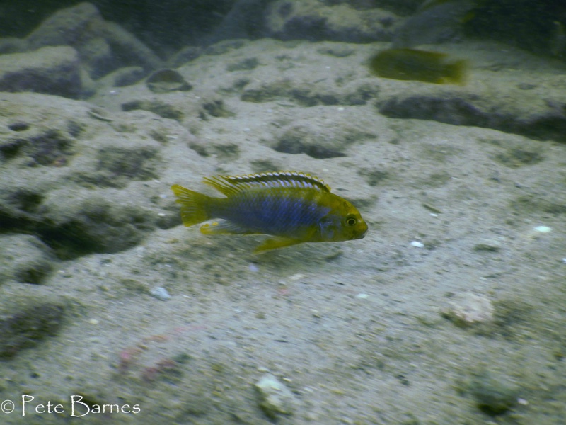 Iodotropheus sprengerae 'Makokola Reef'